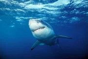 Great White Shark.