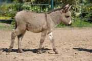ARD/rbb PANDA, GORILLA & CO., TEIL 231, "Geschichten aus dem Zoo Berlin und dem Tierpark Berlin", Wildeselfohlen Carlos