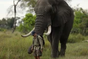 Doug Groves walking with Jabu.