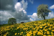 Löwenzahnwiese unter blauem Wolkenhimmel..