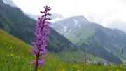 Bildung von Orchis mascula