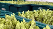 Gründer Spargel wird immer beliebter. Dementsprechend nehmen auch die Anbauflächen zu. Im Gegensatz zu weißem Spargel wächst grüner Spargel oberhalb des Bodens.