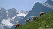 Ein typischer Vertreter der vielfältigen Tierwelt in den Bergen ist der Steinbock.