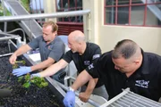 Jordan shows the guys how to sort grapes.