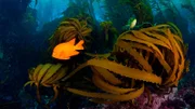 Der Garibaldi-Fisch hat seinen Namen von einem italienischen Freiheitskämpfer und ist dafür bekannt, sein Territorium energisch zu verteidigen.