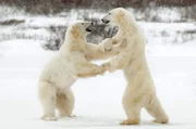 Zwei Eisbären spielen einen Kampf. Die im Schnee kämpfenden Eisbären haben sich auf die Hinterbeine gestellt.