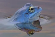 Moorfrosch.