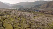 Marillenblüte bei Spitz- Wachau.