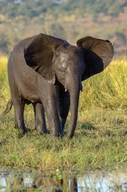 In seinem Lebensraum wird es oft sehr heiß, deshalb braucht der Elefant eine gute "Klimaanlage": Über seine gut durchbluteten großen Ohrenlappen kann er überflüssige Wärme abgeben.
