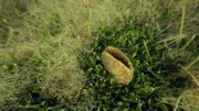 Eine Pinna Nobilis in einer Posidonia-Wiese vor Sant‘ Antioco. Sie ist die größte Muschel des Mittelmeers.