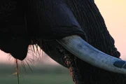 Elefanten können am Tag bis zu 300 Kilo Pflanzen fressen - hauptsächlich Blätter, Rinde, Gras und Wurzeln.