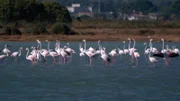 In den Salzwiesen auf Santë Antioco und San Pietro hat der Rosa Flamingo optimale Lebensbedingungen gefunden.