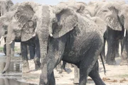 'Kriegsbemalung': Ein Elefant nach dem Schlammbad.