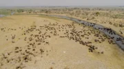 Im Norden Namibias, an der Grenze zu Botswana, versammeln sich während der Trockenzeit oft hunderte von Elefanten zum Trinken am Kwando.