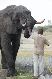 Nur während der Trockenzeit nähert sich der Elefantenbulle Benny dem Camp von "Elephant Sands". Selbst nach Jahren erkennt er die Personen wieder, die einst eine Wunde an seinem Fuß versorgten. Wenige können sich dem wilden Tier so nähern wie Campmitarbeiter Kabo Obonetse.