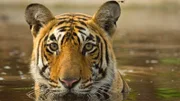 Rund 220 Kilogramm bringt der Bengal-Tiger, auch Königstiger genannt, auf die Waage.