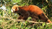 Der Kleine Panda lebt an den Hängen des Himalaya und frisst am liebsten Bambus.