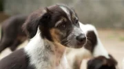 Pointer-Mix-Welpe "Balou".