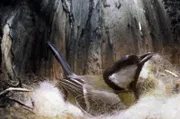 Brütendes Kohlmeisenweibchen in seinem Nest