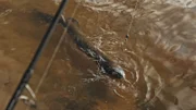 Cyril Chauquet versucht, den Fisch aus dem Wasser zu ziehen.