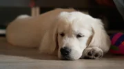 Golden Retriever-Welpe "Leila".