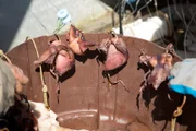 PORT PROTECTION, ALASKA- Curly Leach and Amanda Makar use squid bait for longline halibut fishing.