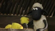 Shaun beobachtet die Küken beim Schlüpfen und wird gleich als Mutter adoptiert.