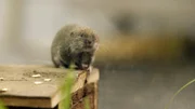 Im Alpenzoo Innsbruck gelang die erste Nachzucht von Bayerischen Kurzohrmäusen. Weiteres Bildmaterial finden Sie unter www.br-foto.de.