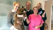 Inseltierärztin Stephanie Petersen muss der quirligen Bulldogge eine Hautprobe mit dem Skalpell entnehmen. Familie Hansen aus Bayern ist noch entspannt.
