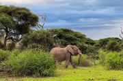 Elefant am Fuß des Kilimandscharo