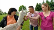 Mathias möchte auf dem 13.000qm-Grundstück Alpakas züchten. Die Wolle der peruanischen Paarhufer könnte eine lukrative Einnahmequelle sein.. Marlén hingegen ist nicht wirklich begeistert.