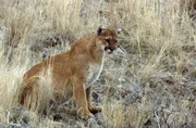 Sie gelten als die Ninjas der Rocky Mountains: Nahezu unbemerkt schleichen Pumas durch die nordamerikanische Gebirgslandschaft.