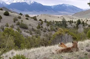 Ein Tal am Rande der Absaroka Mountains in Montana ist das Zuhause einer Berglöwenmutter und ihrer Jungen. Über zwei Jahre lang wurden sie von einem Filmteam in ihrem natürlichen Lebensraum begleitet.