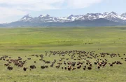 In den nördlichen Rocky Mountains finden sich hoch gelegene Graslandschaften: die perfekte Weidefläche für wilde Bisonherden.
