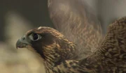 Ein Wanderfalke kurz vor dem Abflug.
