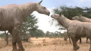 Bis zu 20 Tonnen schwer: Das ausgestorbene Paraceratherium, das Ur-Nashorn, war das größte Landsäugetier aller Zeiten.