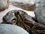 Tigerpython Monika lässt ihre Hüllen fallen - Eisbär, Affe & Co. zeigt die Häutung der Schlange.