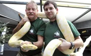 Die Tierpfleger Harry Aberle und Joschka Schulz vermessen und wiegen die Tigerphytons.