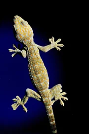Gecko. Obwohl vollkommen trocken, haften Gecko-Füsse sehr gut an allen Arten von Oberflächen. Dies wird durch die "van der Waals"-Kräfte möglich, den Anziehungskräften zwischen Molekülen. Die Härchen an den Füssen der Geckos sind so fein, dass sie diese Kräfte ausnützen können.