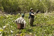 Brennan (Emily Deschanel) versucht die Identität eines Mannes zu klären, dessen sterblichen Überreste in den Sümpfen der Everglades in Florida gefunden wurden.