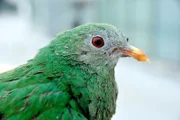 Rührend kümmert man sich um eine der ältesten tierischen Bewohner: Die Schwarzkinnfruchttaube Frau Taube. Sie lebt schon seit über zwanzig Jahren im Tierpark und hat mittlerweile Pflegestufe zwei: Musiktherapie und Schnabelpediküre inbegriffen…