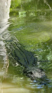 Die Sümpfe von Louisiana sind perfekte Rückzugsgebiete für Alligatoren.