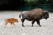 Kindersegen bei den Waldbisons im Tierpark.