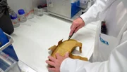 Was steckt drin im Birkenstock-Schuh? Eine Laboruntersuchung soll das herausfinden.