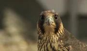 Ein Wanderfalke.