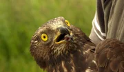 Ein Wespenbussard kurz vor der Freilassung.