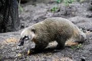 Junger Nasenbär im Zoo