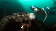 Anna trifft am Strytan im Akureyri Fjord (Island) einen Seewolf.