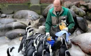 Mario Rehmann bei der Pinguinfütterung. Um sich vor den scharfen Schnäbeln der hungrigen Meute zu schützen, reicht ein Paar Arbeitshandschuhe. Wann es etwas gibt, wissen aber nicht nur die Pinguine im Zoo. Wie immer finden sich pünktlich ein paar ungeladene Gäste ein: wilde Graureiher aus Stuttgart.