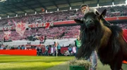 Ingo Reipka mit Geißbock Hennes IX. im Rheinenergie-Stadion.